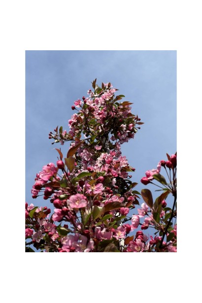 Яблоня райская Ред Сентинел 